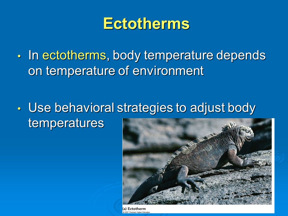 Difference Between Ectotherm and Endotherm